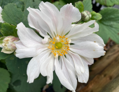 Anemone x hybrida 'Whirlwind'